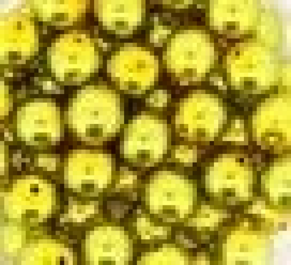 Glaswachsperle 8mm Oliv 60 St.